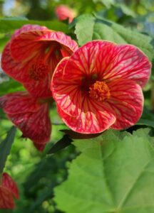 Abutilon (Farolito chino)