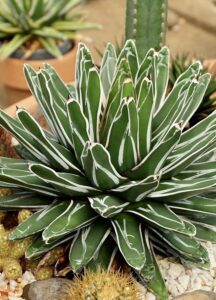 Agave victoriae-reginae