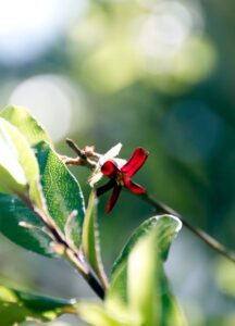 Akeake (Dodonaea viscosa)