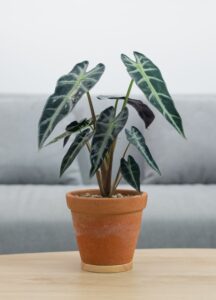 Alocasia