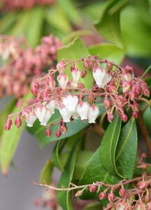 Andromeda (Pieris japonica)