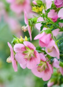 Anisodontea