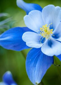 Aquilegia