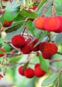 Arbutus unedo (Madroño)