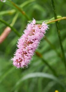 Bistorta officinalis