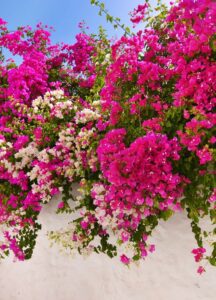 Bougainvillea