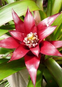 Bromelia