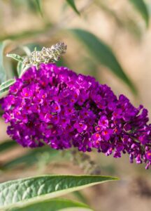 Buddleja (Arbusto de mariposas)