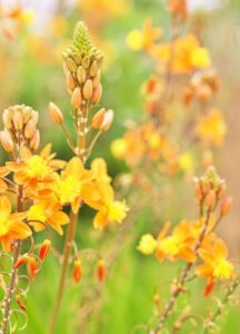 Bulbine frutescens