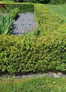 Buxus (Boj)