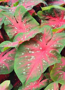 Caladium