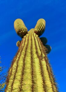 Carnegiea gigantea (Saguaro)