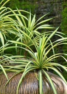 Chlorophytum (Cinta o Mala madre)