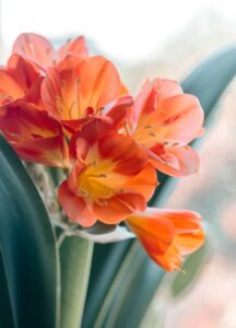 Clivia