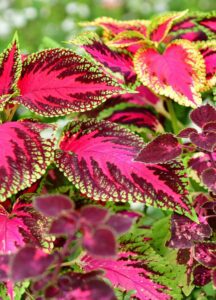 Coleus