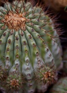 Copiapoa cinerea