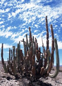 Corryocactus brevistylus