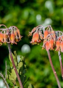 Cotyledon orbiculata