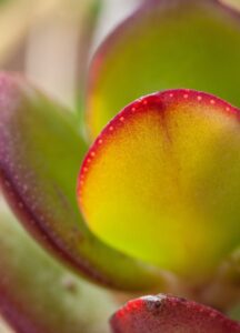 Crassula arborescens