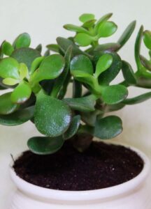 Crassula capitella