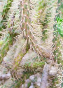 Cylindropuntia imbricata (Cactus cholla)