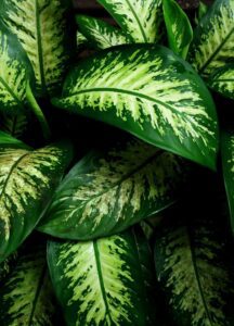 Dieffenbachia