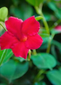 Dipladenia (Mandevilla)