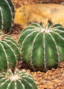 Discocactus horstii