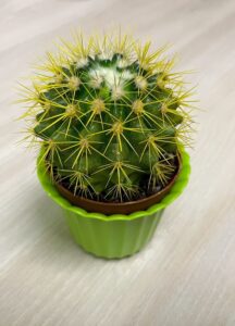 Echinocactus grusonii (Cactus barril dorado)