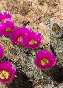 Echinocereus engelmannii