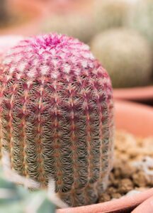 Echinocereus rigidissimus