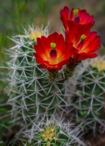 Echinocereus triglochidiatus