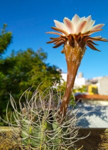 Echinopsis terscheckii