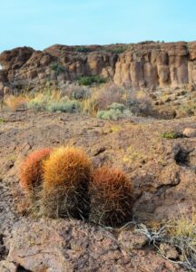 Ferocactus cylindraceus