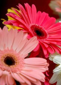 Gerbera