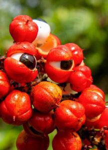 Guaraná