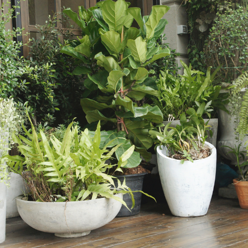 Plantas de Exterior