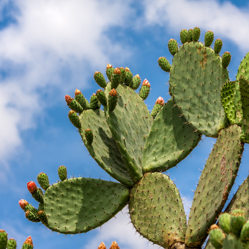 Cactus