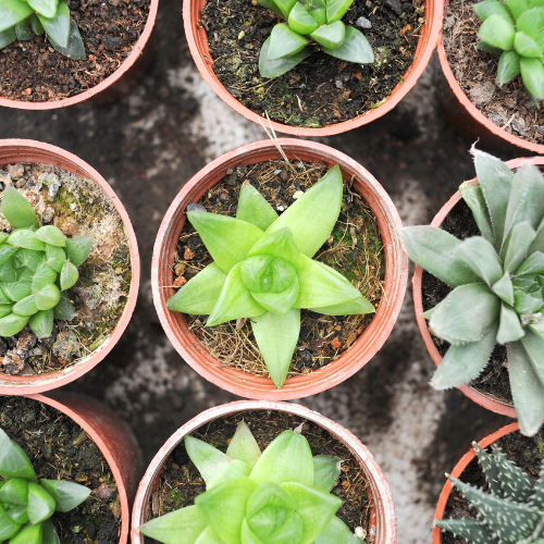 Plantas Ornamentales