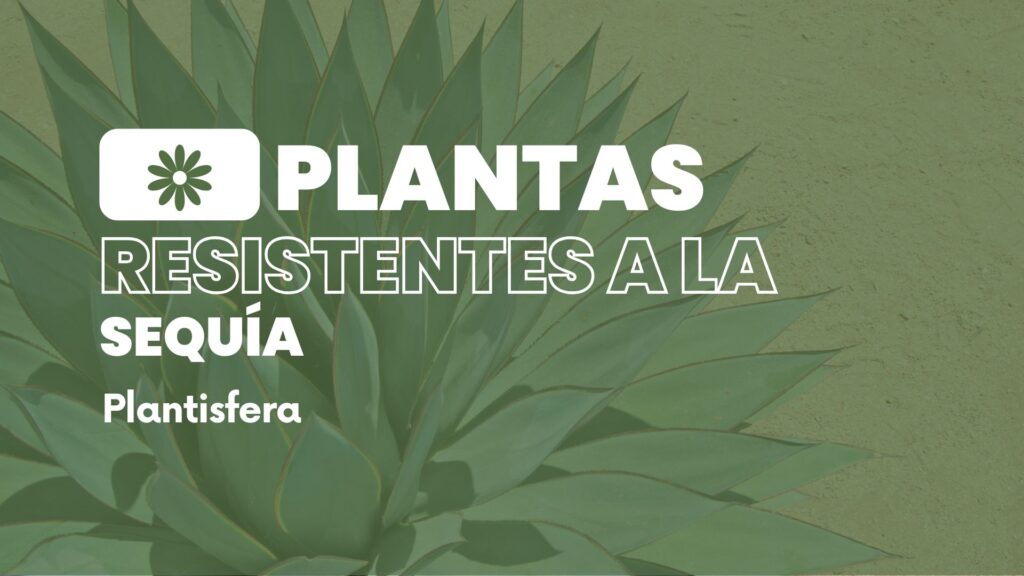 Plantas resistentes a la sequía