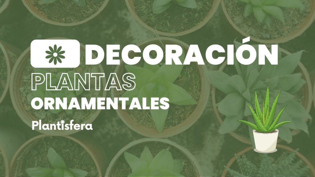 Decoración con plantas ornamentales, guia