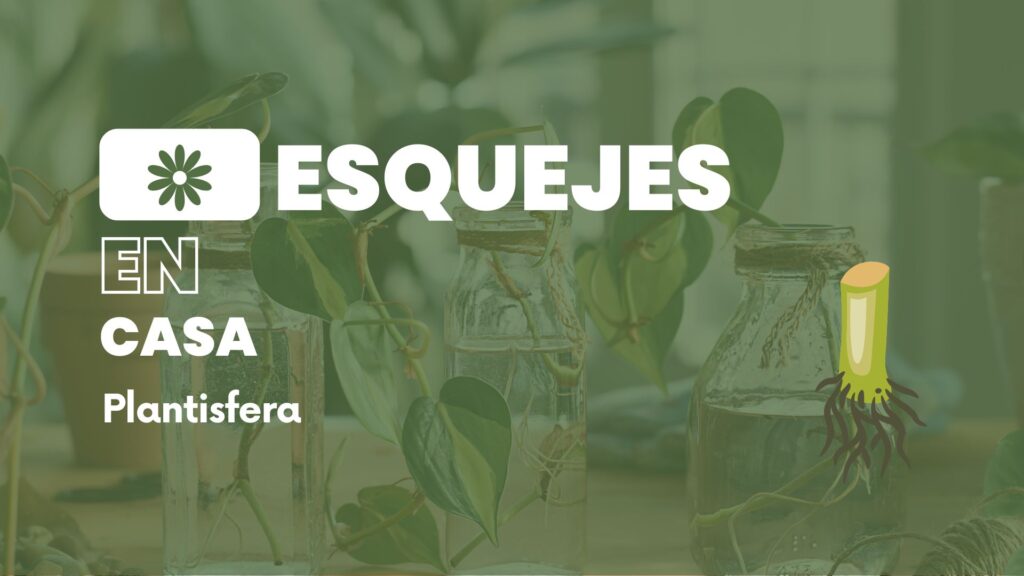 Esquejes para plantas en casa