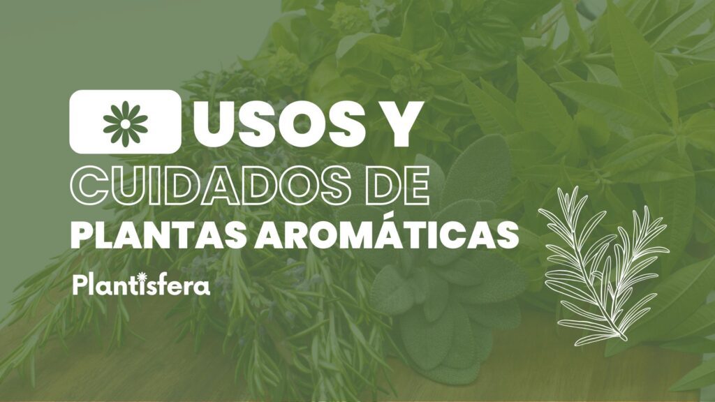 Usos y cuidados de plantas aromáticas