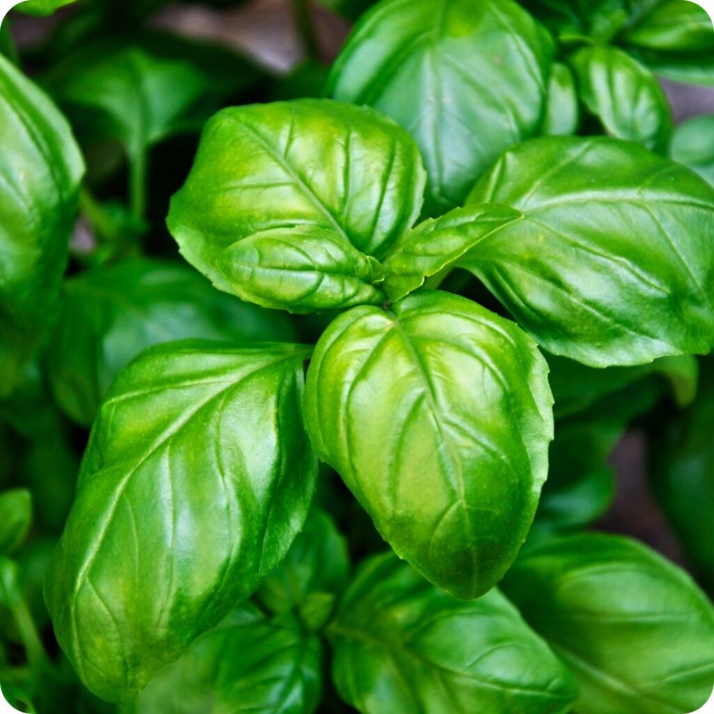 Planta aromática Albahaca