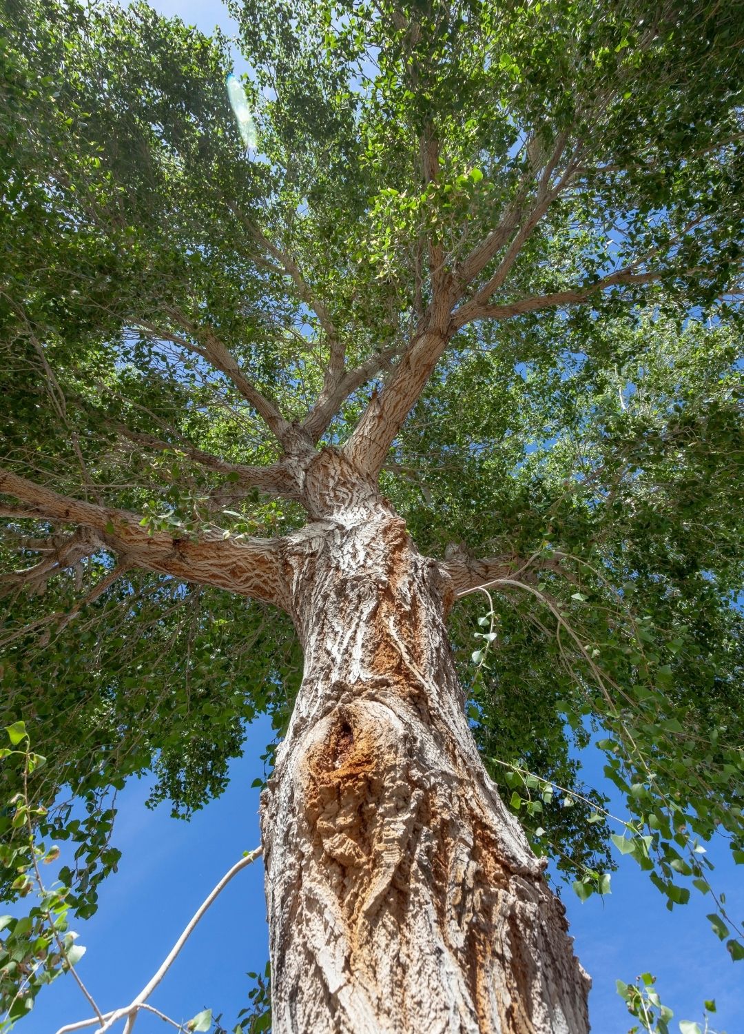 Imagen de la planta 3