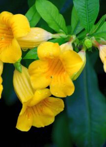 Allamanda cathartica