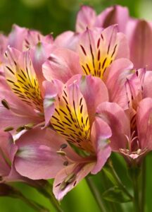 Alstroemeria