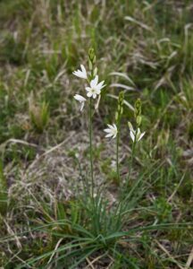 Anthericum liliago