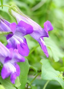 Asarina scandens