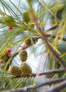 Casuarina